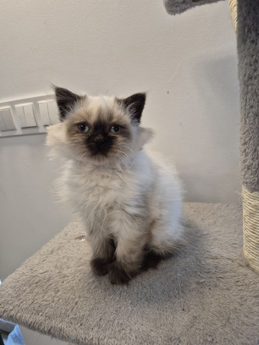 Kot brytyjski FPL point czekoladowy dlugowlosy