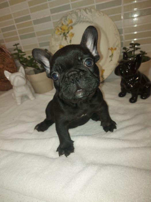 Bulldog Exotico de cor preto pelo lustroso