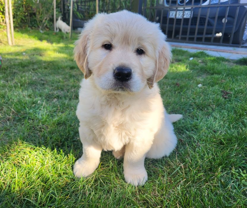 Złota suczka Golden Retriever gotowa do odbioru
