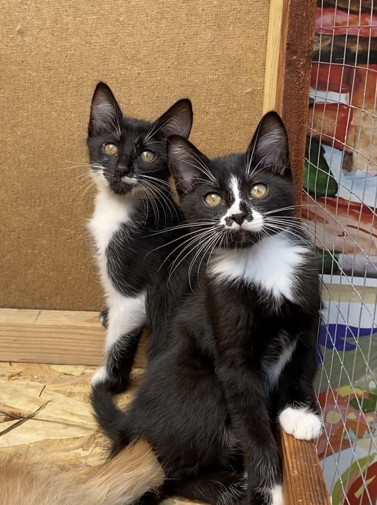 Кошенята, 2,5 міс, дівчатка, шукаємо домівку