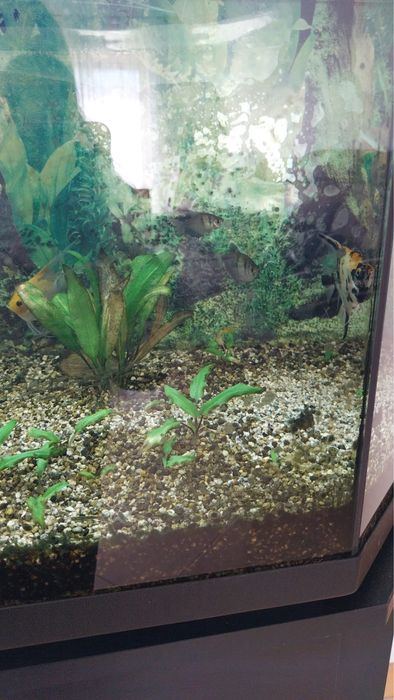 Aquario com peixes e plantas naturais