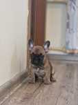 Buldog francuski