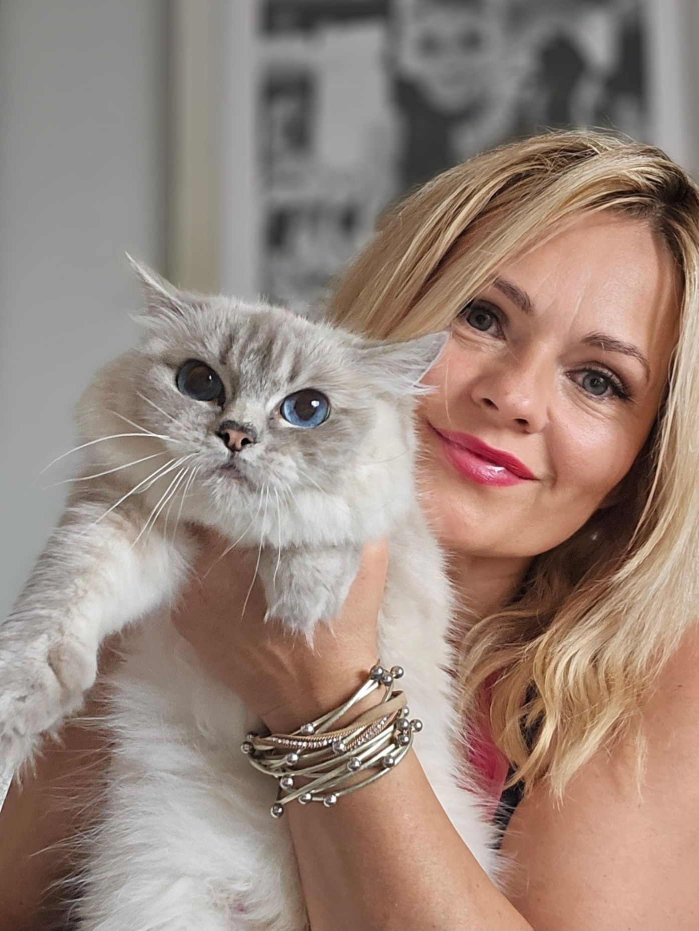 Ragdoll kotka blue point lynx