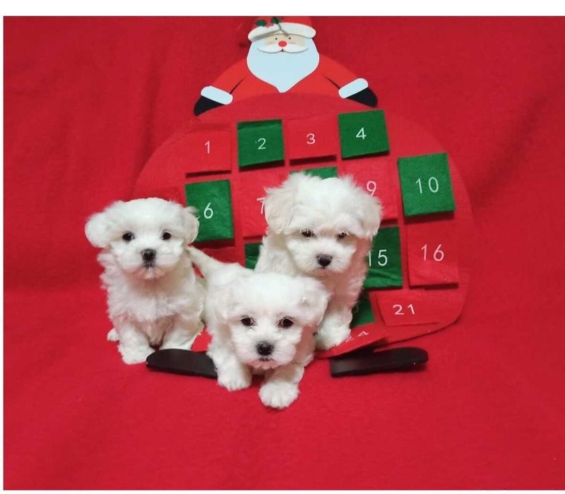 Suczka maltańczyk maltańczyk