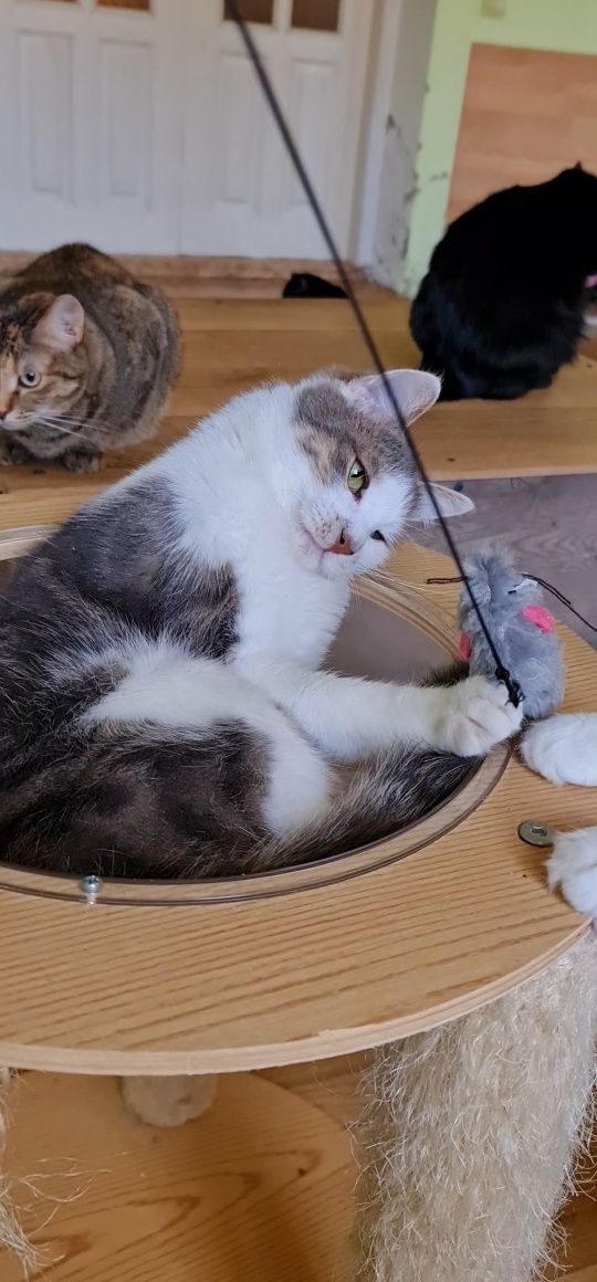 Котик Скіф шукає дім