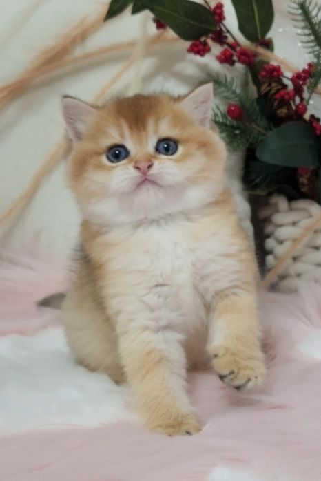 Шотландські кошенята