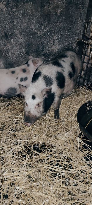 Sprzedam dorosłą maciorę