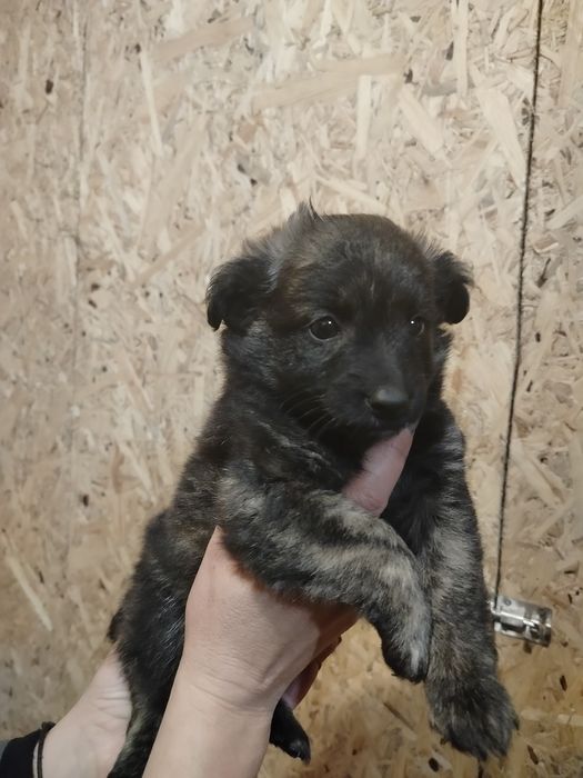 Piękne bąbelki do adopcji