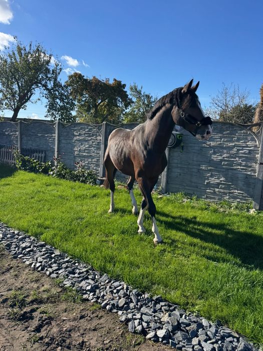 Carmel Macchiato Di Caprio Z