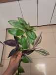 Zestaw trzykrotek Tradescantia pink furry