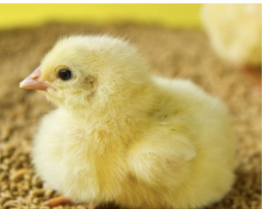 Курчата добові.та підрощені