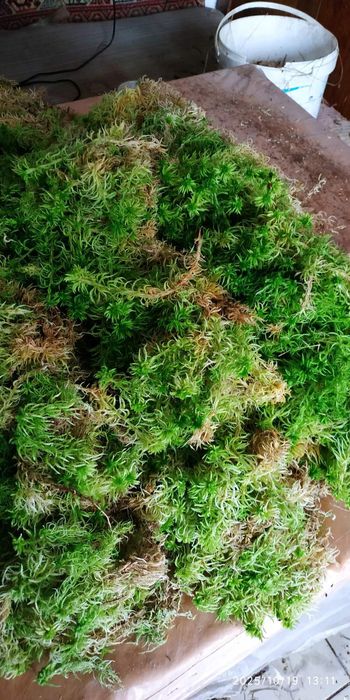 Продам мох сфагнум тонкий свежий зелений для орхидей улиток ароидних