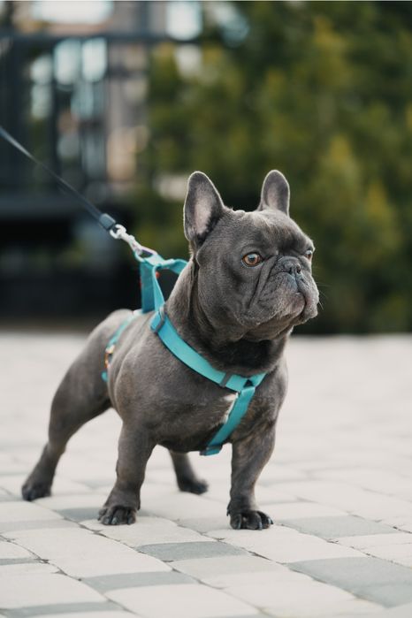 Вязка Французский бульдог