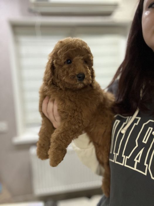 Лабрадудль пудель тікап ред браур мальтіпу 7-9 кг великий