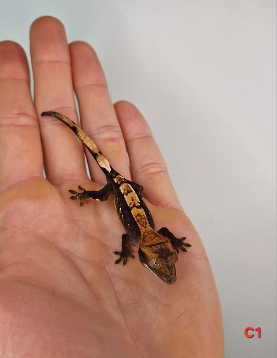 Młode gekony orzesione