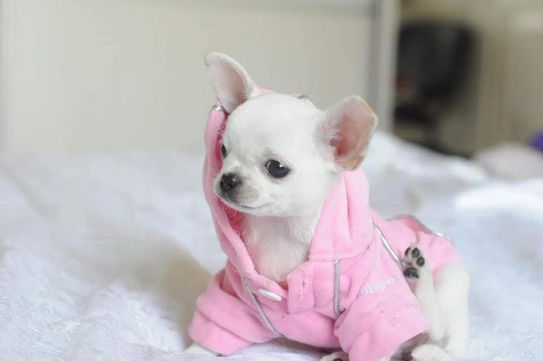 Mikro chihuahua FCI dziewczynka