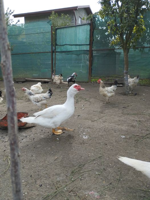 Індокачки ( шипуни)