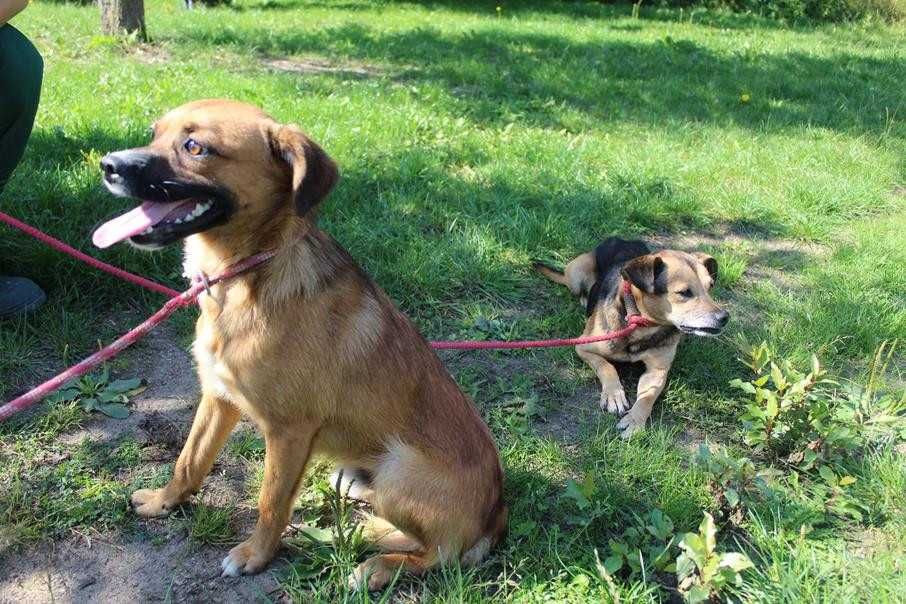 Zybert i Milton do podwójnej adopcji - schronisko bez wolontariatu..