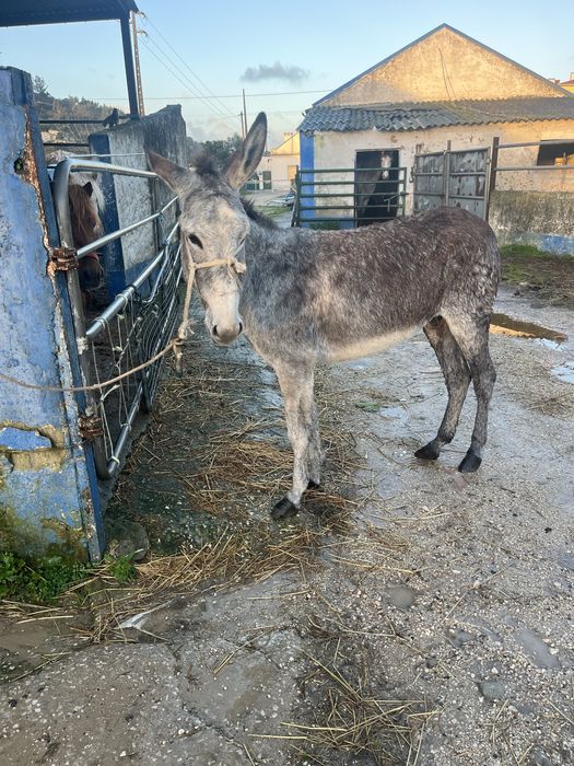 Burras mansas e ptenhas