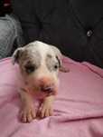 Dog niemiecki piesek merle