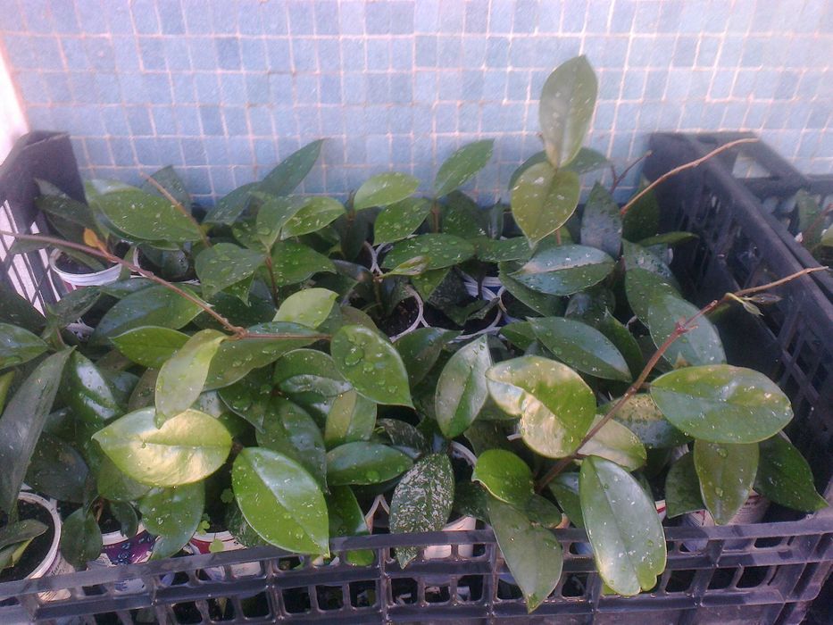 Flor-de-cera (planta natural)