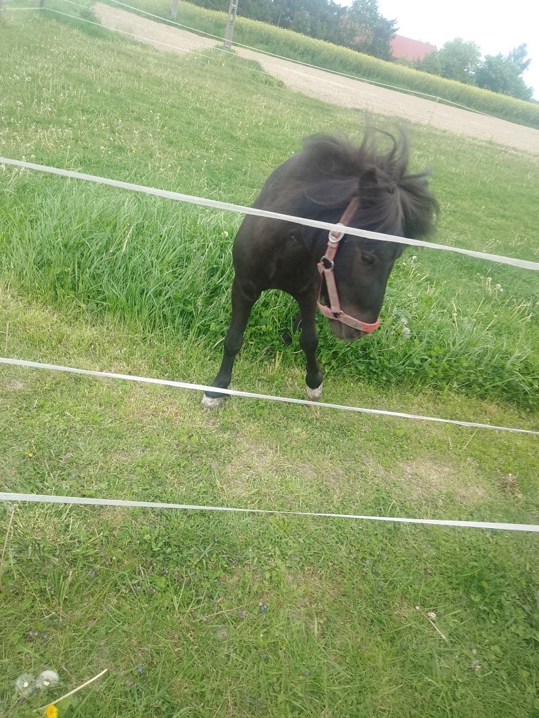 2 ogierki kary i kasztan