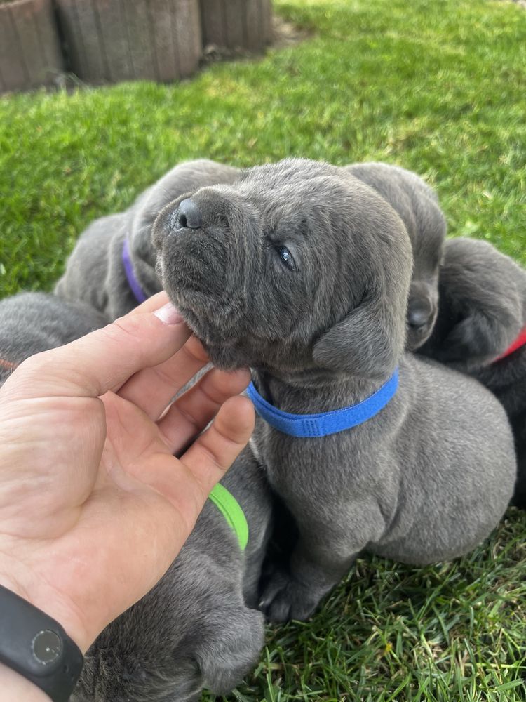 Cane Corso szczeniak