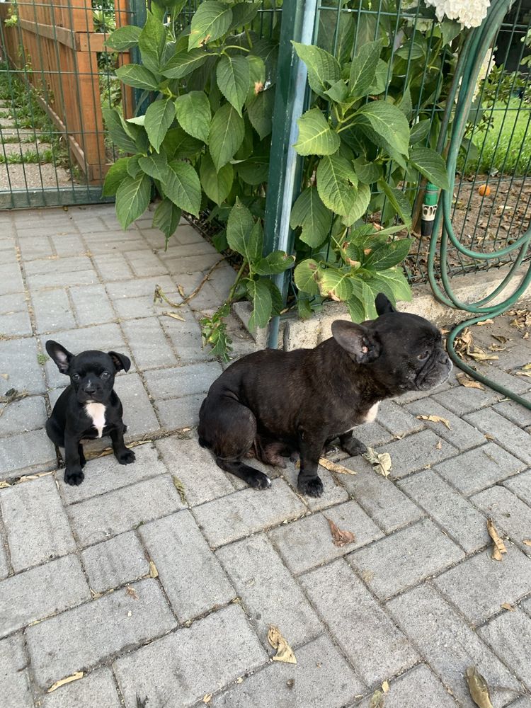 Doacao de cadela e filhota com quase 2 meses Pug / buldog