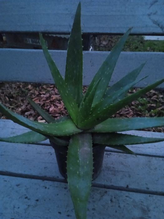 Квітка  Алоє-вера.