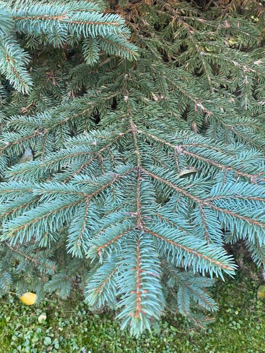 Продажться ялинка