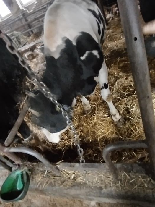Cielna Jałówka, cena do negocjacji