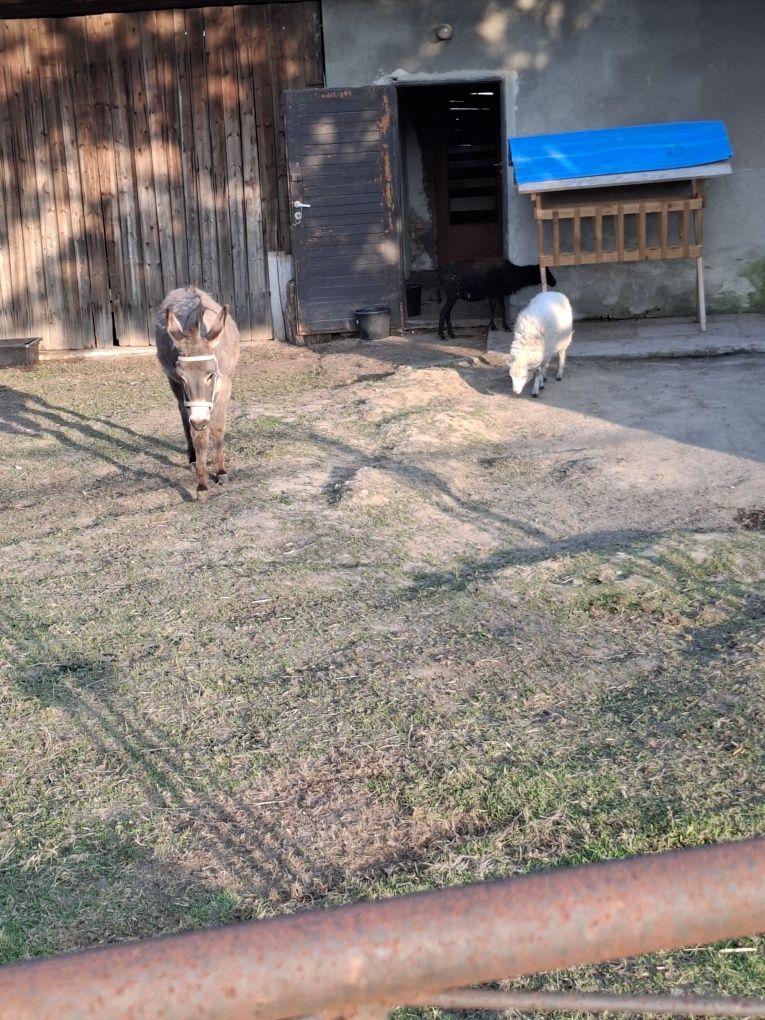 Nocleg ,noclegi  Agroturystyka  Zawadka min.2 doby/Wadowice /Zator/ En