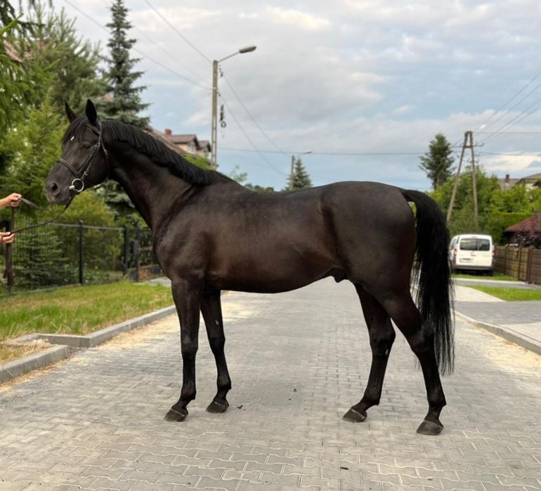 Wałach małopolski 4 lata