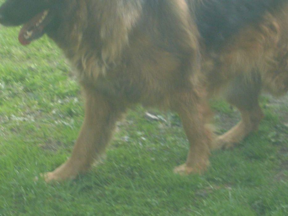 Owczarek Niemiecki Długowłosy-Suka