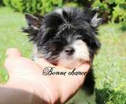 Yorkshire terrier biewer