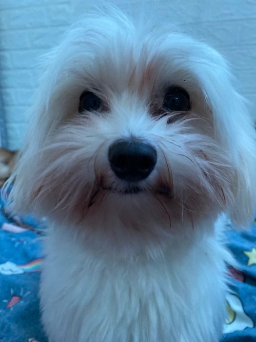 Вязка хлопчика мальтезе