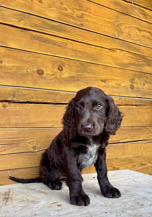 Płochacz niemiecki spaniel wachtelhund