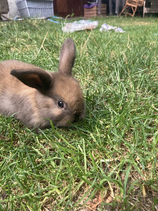 Króliczki mini lop