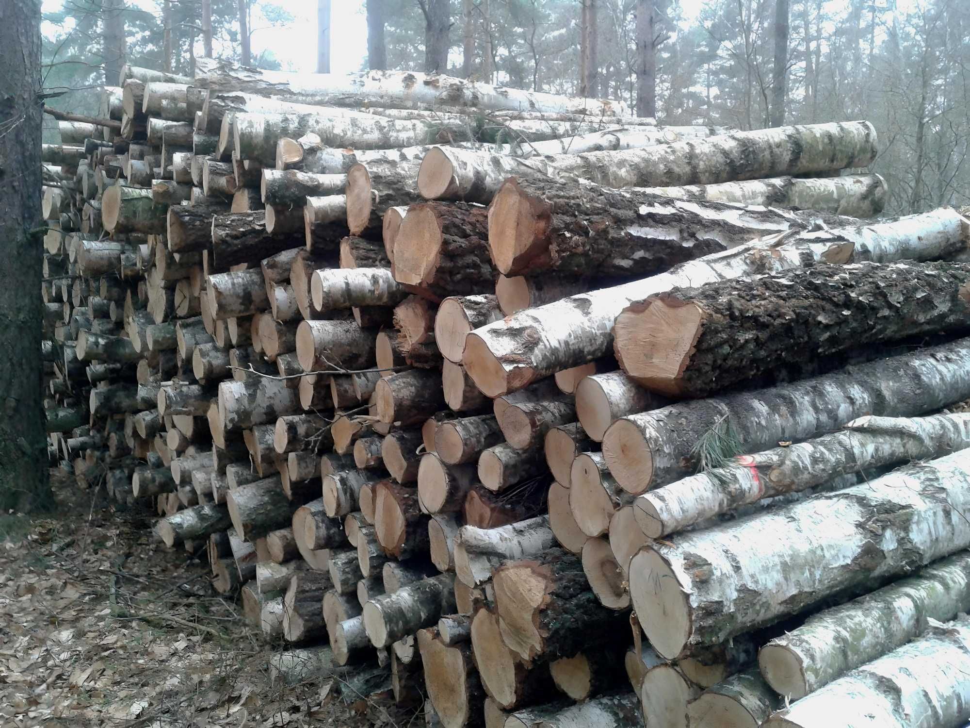 DrewKom drewno kominkowe BRZOZA kłoda dl. 2,5m S2a S2b transport HDS