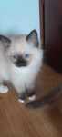 Kotki rasy ragdoll