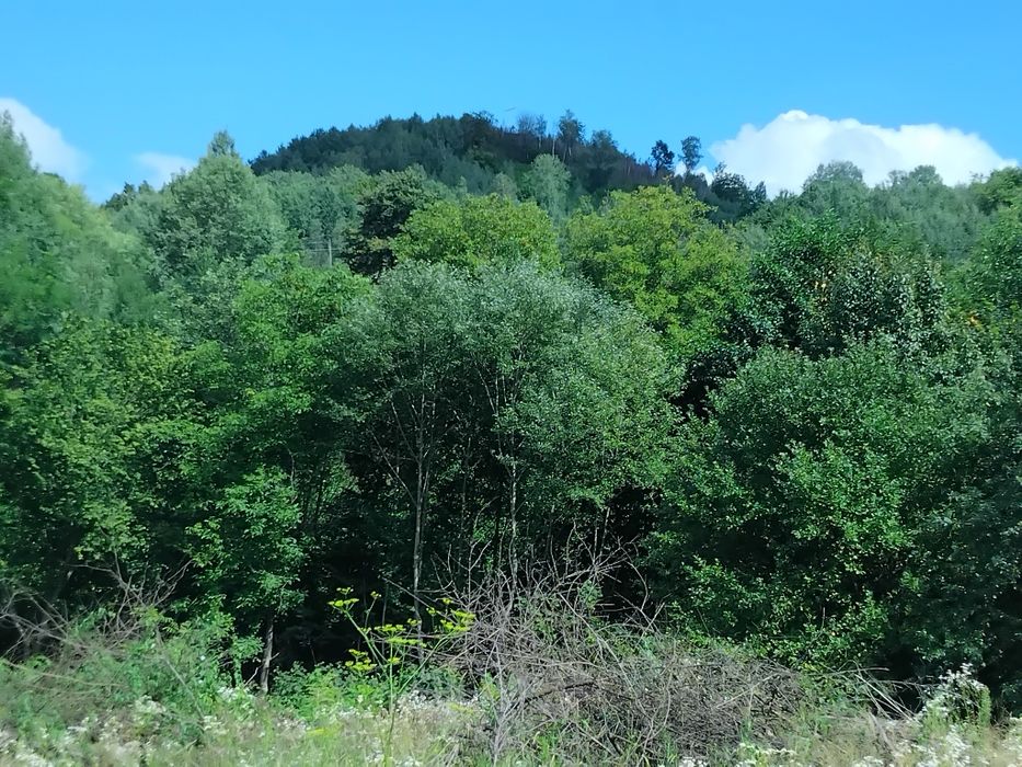 Продаю земельну ділянку Свалява Закарпатської