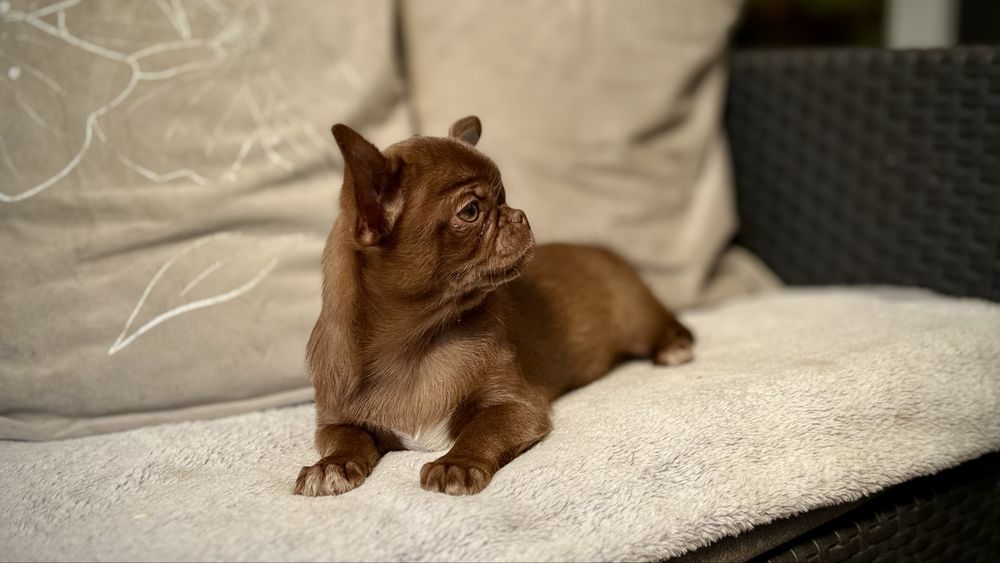 Chihuahua czekoladowy GOTOWY DO ODBIORU  przepiękny PIESEK