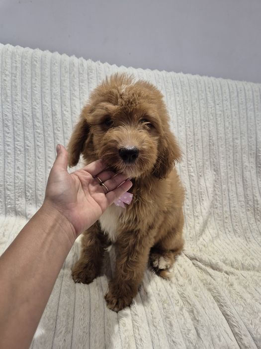 Goldendoodle f1 standard