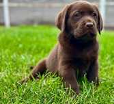 Labrador Czekoladowy  Gotowy do odbioru