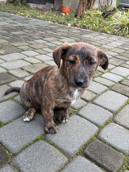 Oddam pieski w dobre ręce