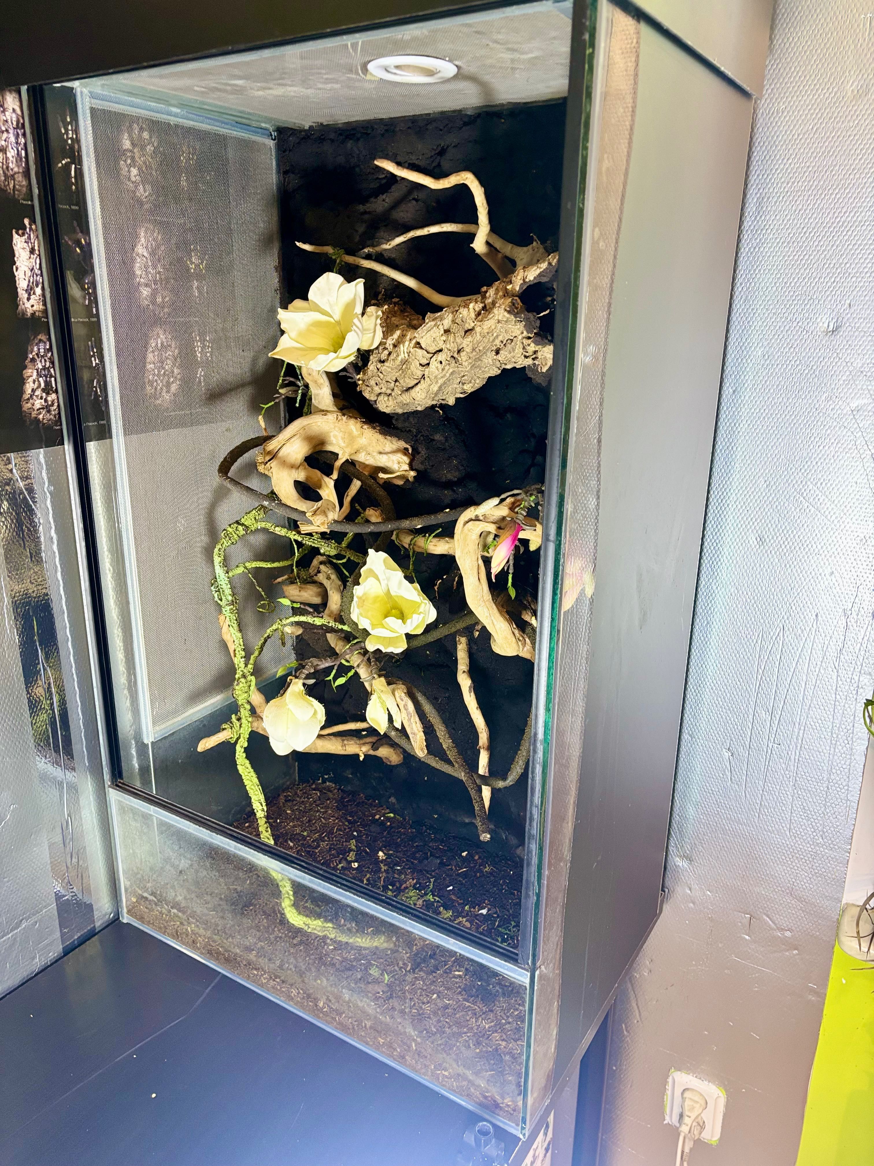 Terrarium szklane 60x40x120 : Tło strukturalne, idealne dla kameleona