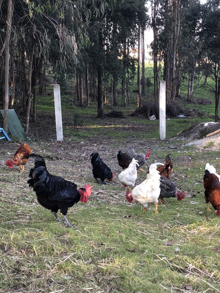 Ovos raças autóctones portuguesas para consumo.