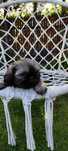 Urocze Shih-Tzu sunia