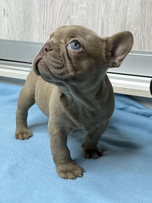 Французький бульдог