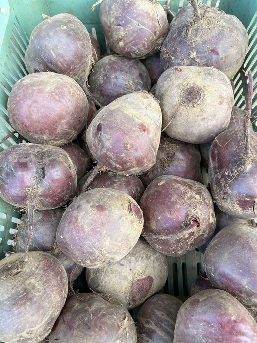 Burak czerwony - gruby